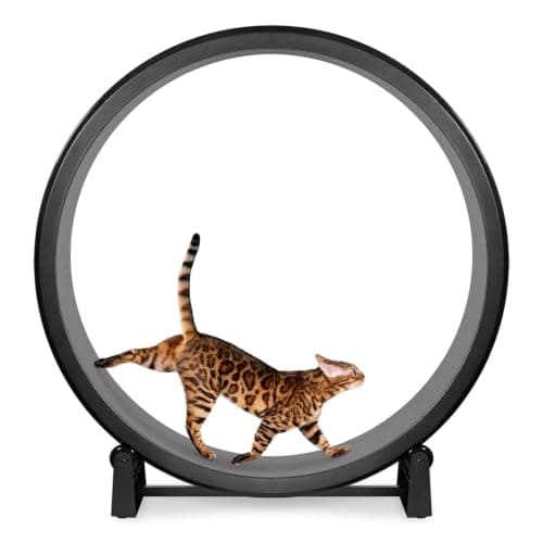 One Fast Cat Exercise Wheel