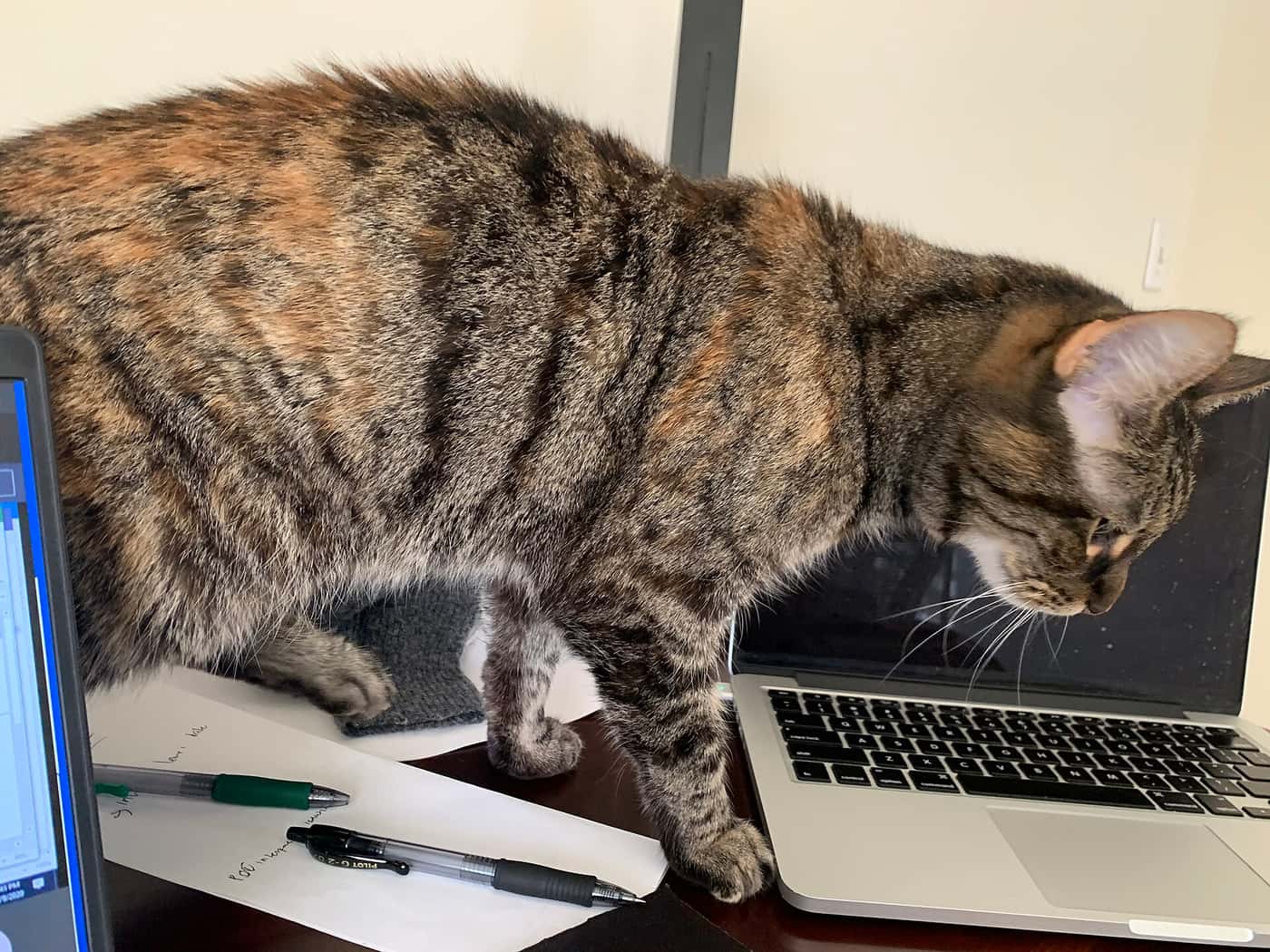 A tabby cat standing on a desk beside a laptop keyboard