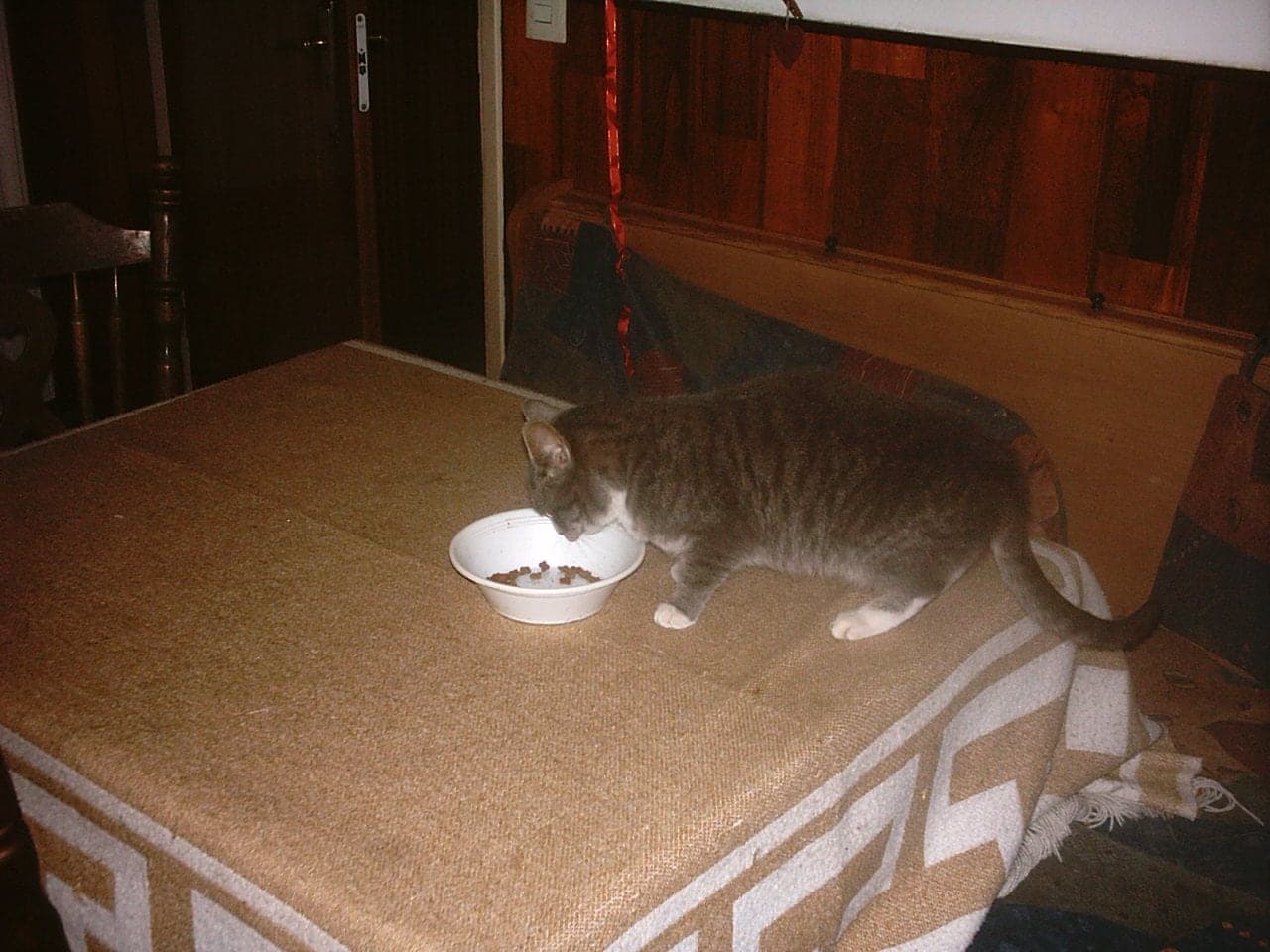 A cat eating from a food bowl