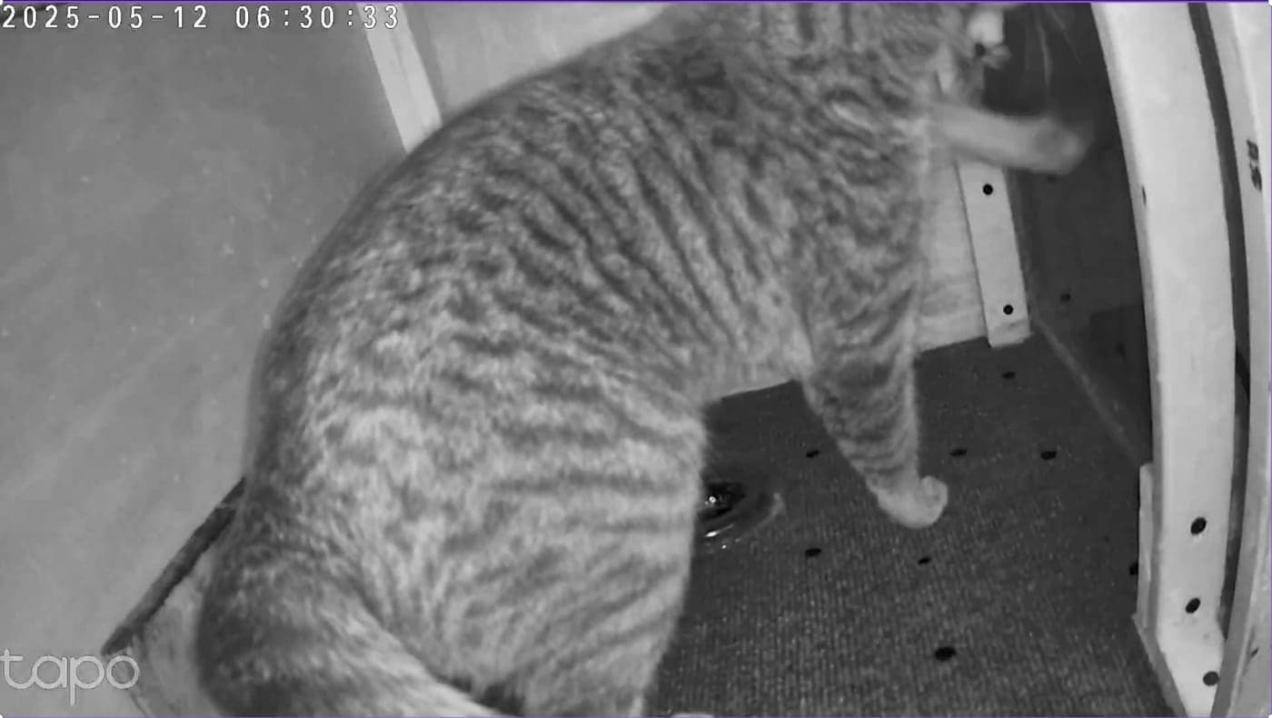 A cat beside an automatic cat toilet
