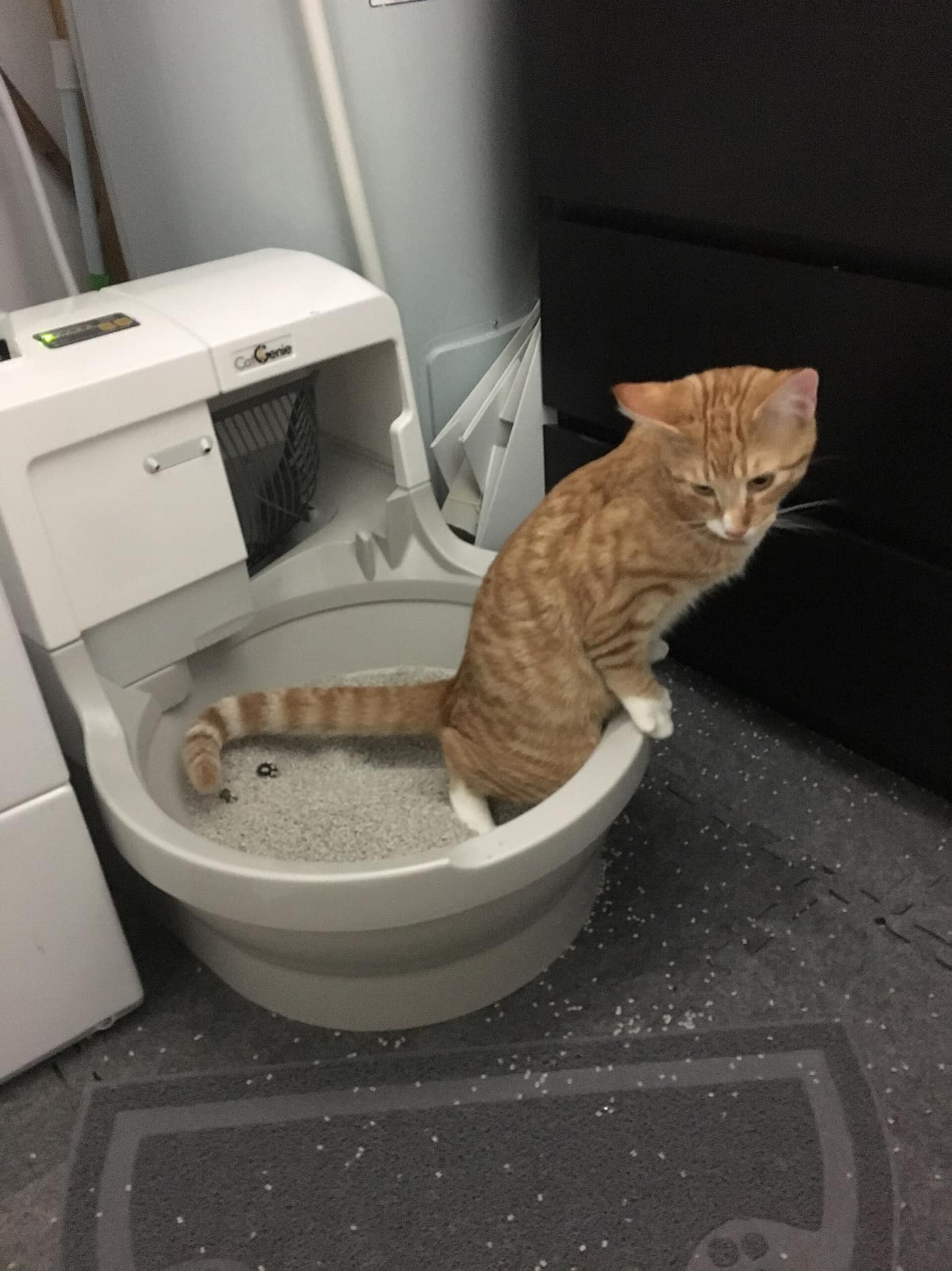 A cat using an automated self-cleaning litter box