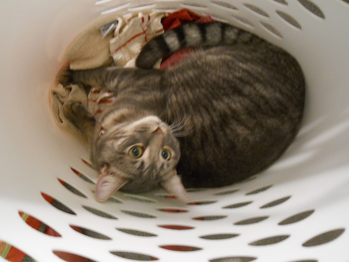 A cat lying in a laundry basket
