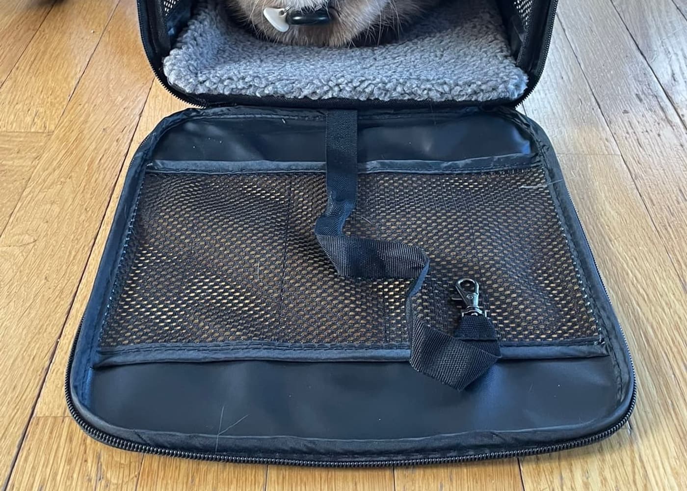 A cat sitting inside a soft-sided fabric carrier