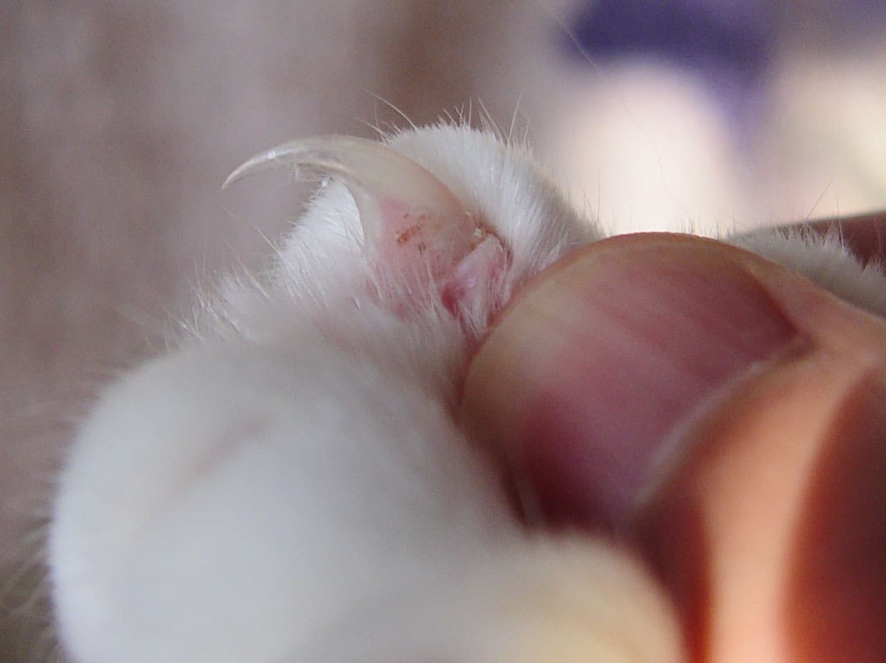 A close-up of a cat's extended claw