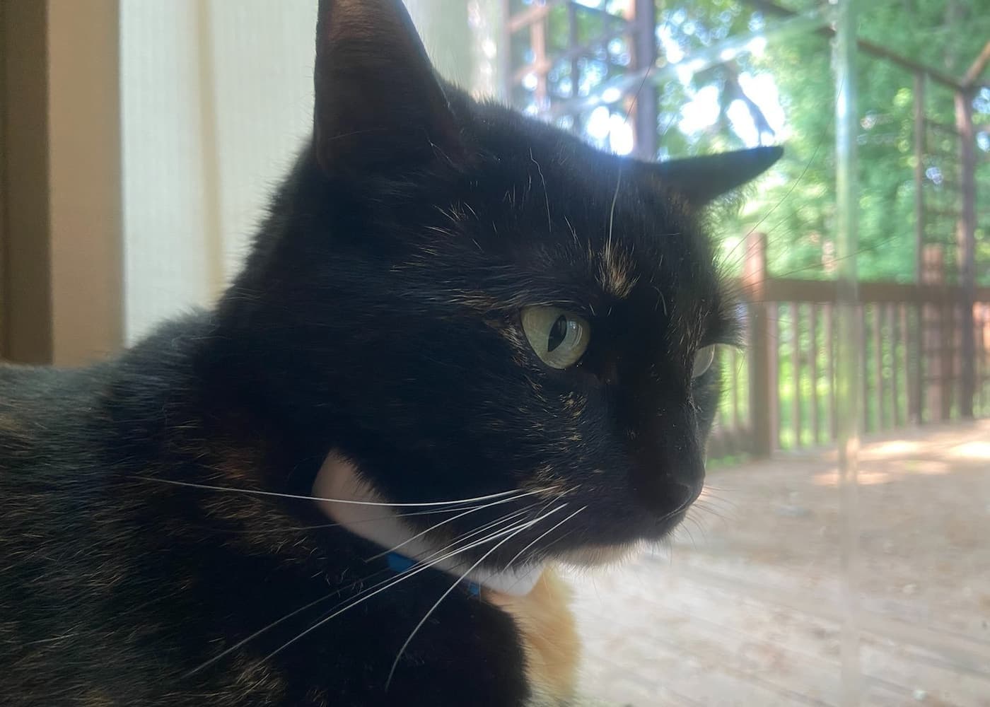 A cat wearing a collar