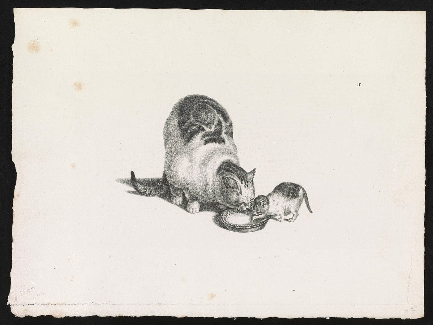 A cat and a kitten drinking from a saucer