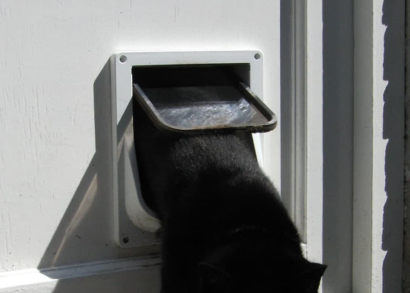 A cat beside a closed door
