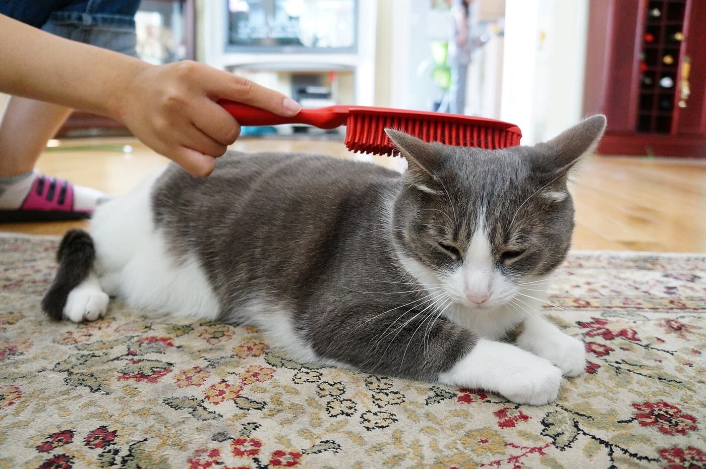 A person brushing a cat's coat