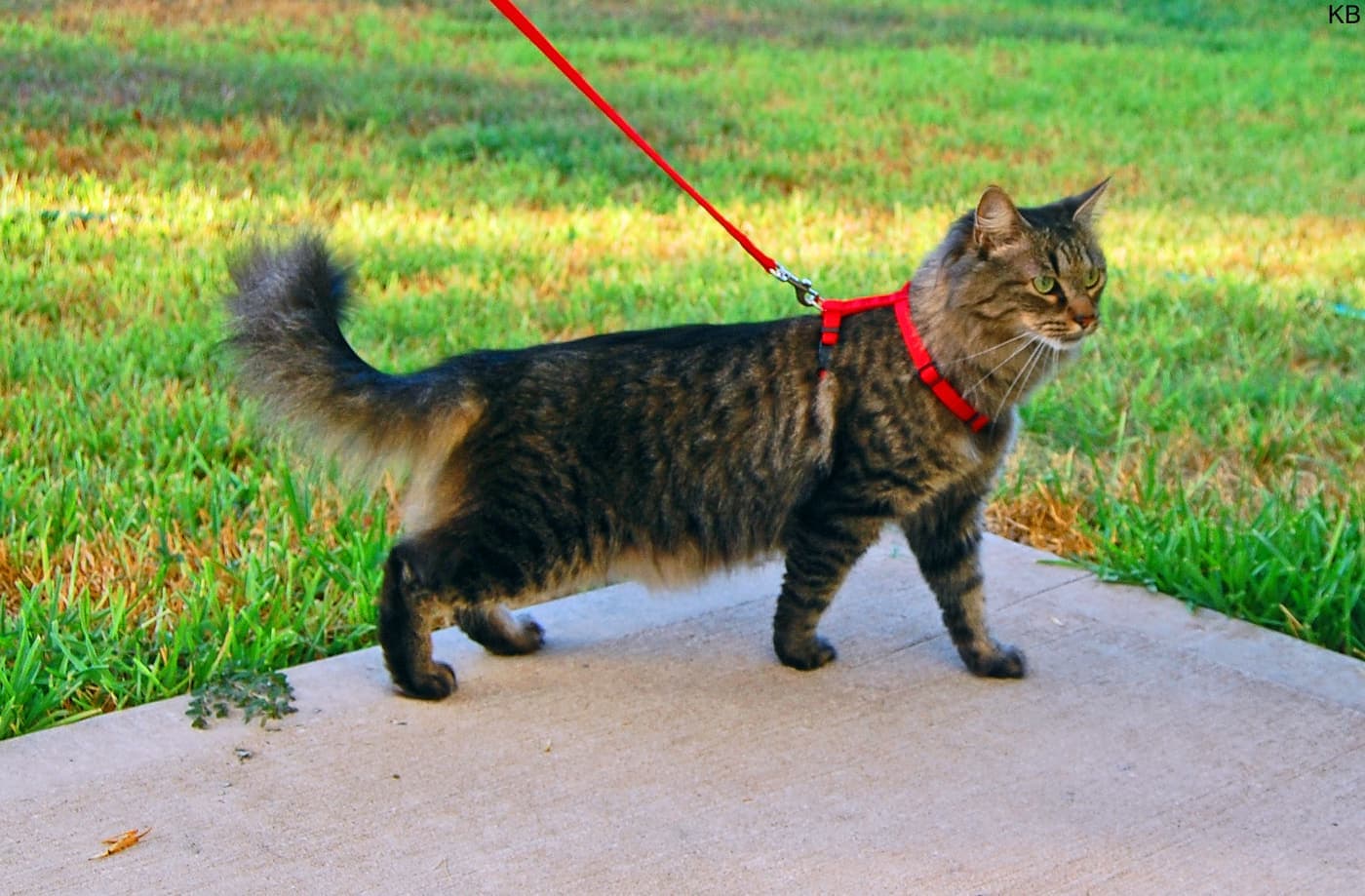 A cat wearing a harness attached to a leash