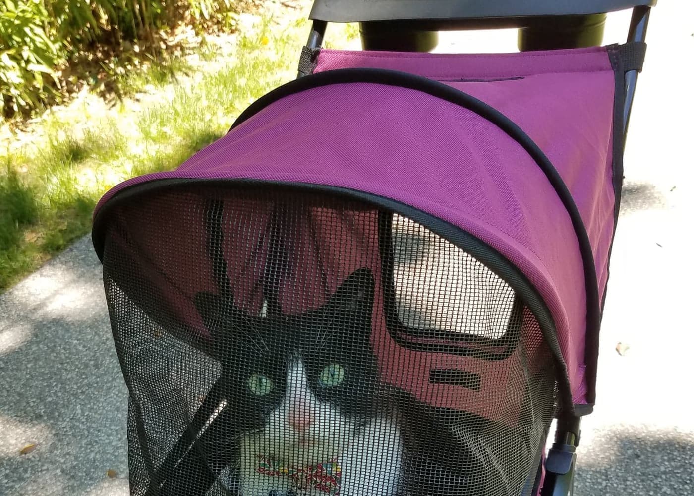A cat sitting inside a pet stroller