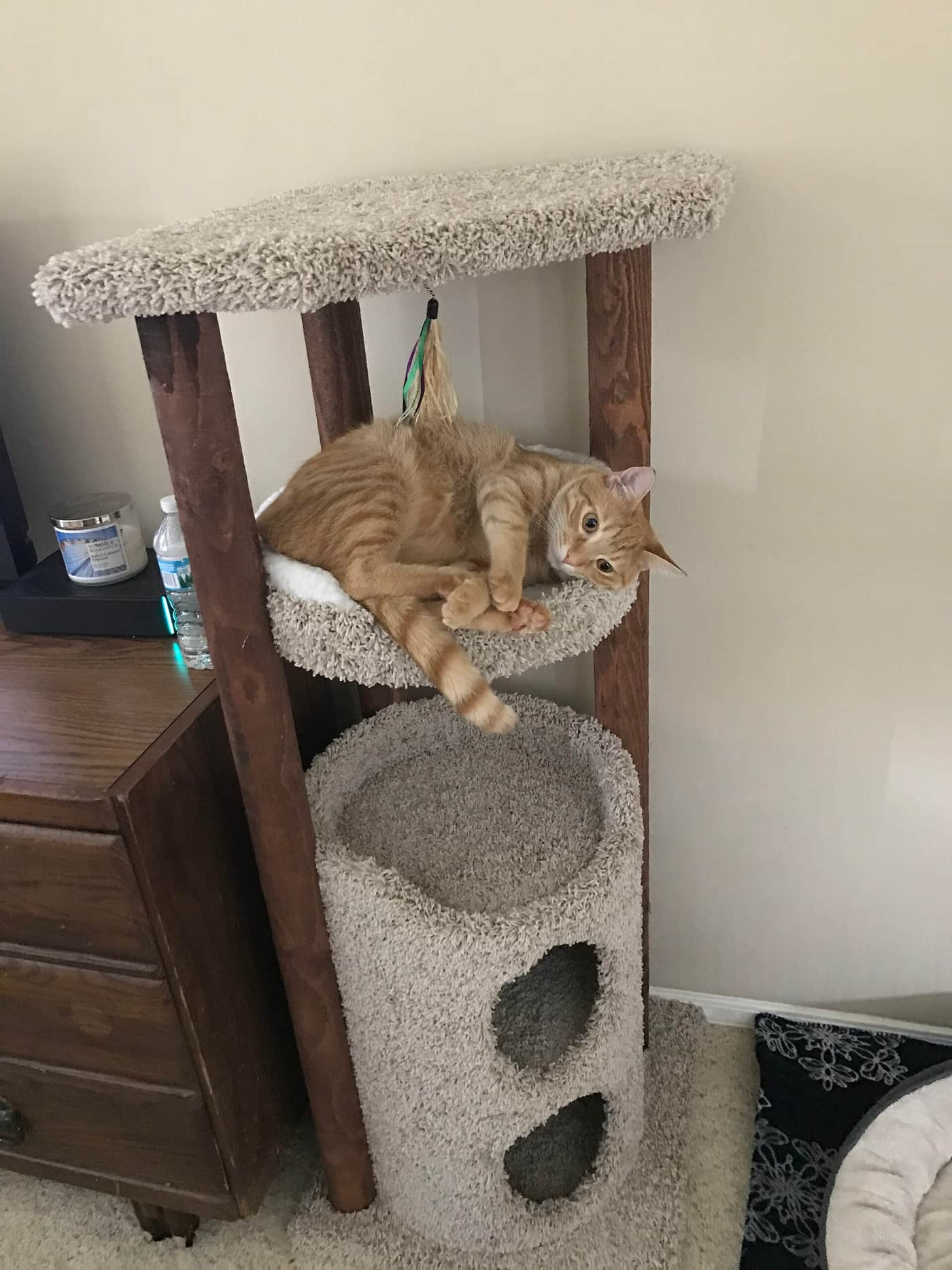 A large cat lying on a cat tree platform
