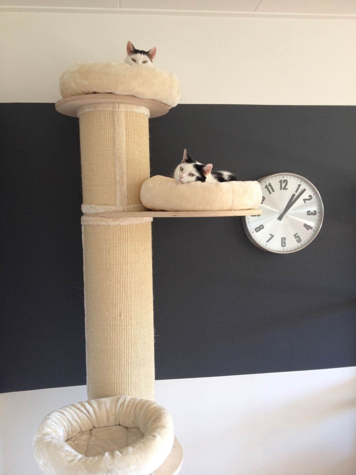 Two cats on separate levels of a cat tree