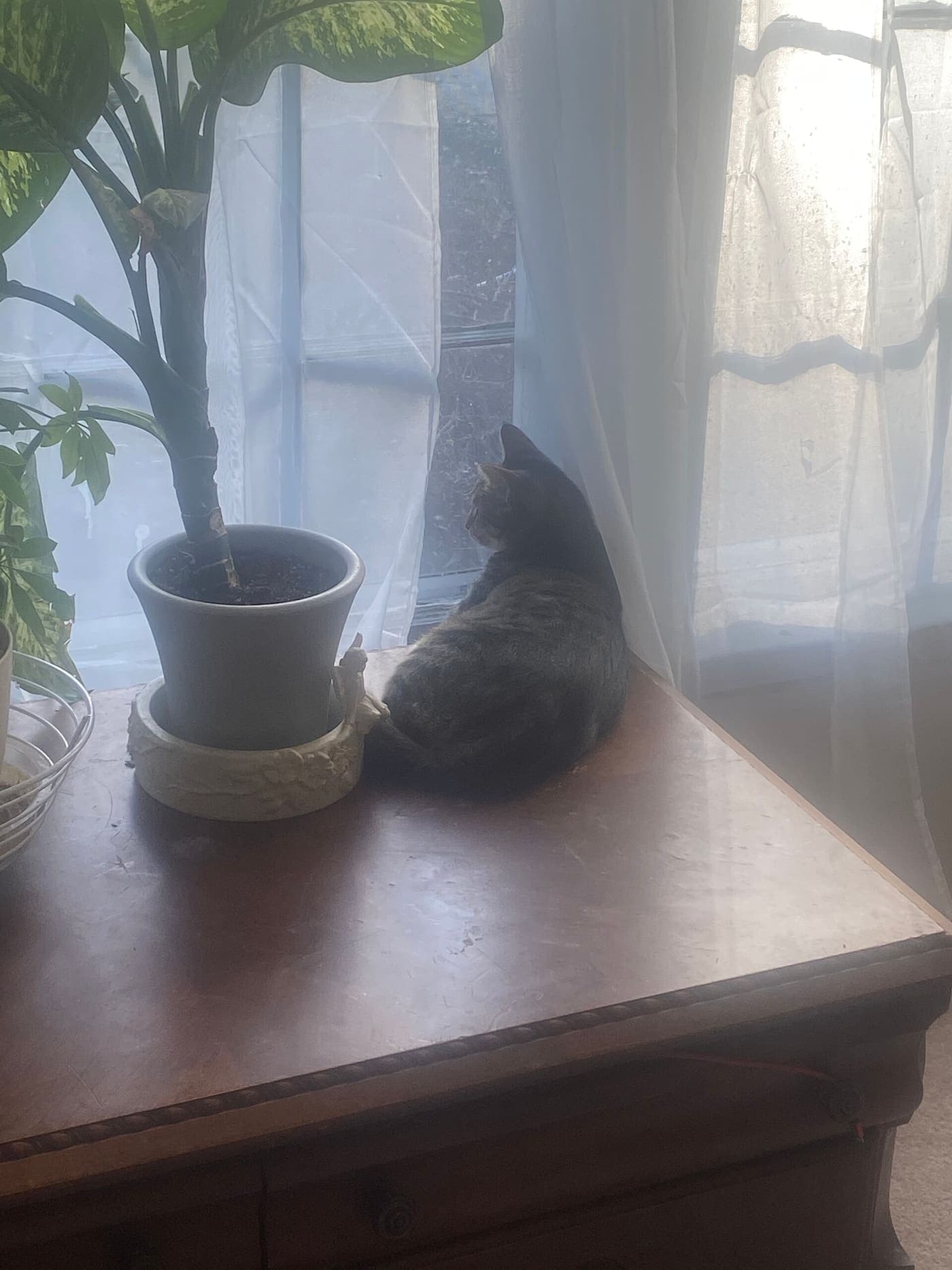 A cat looking out of a window