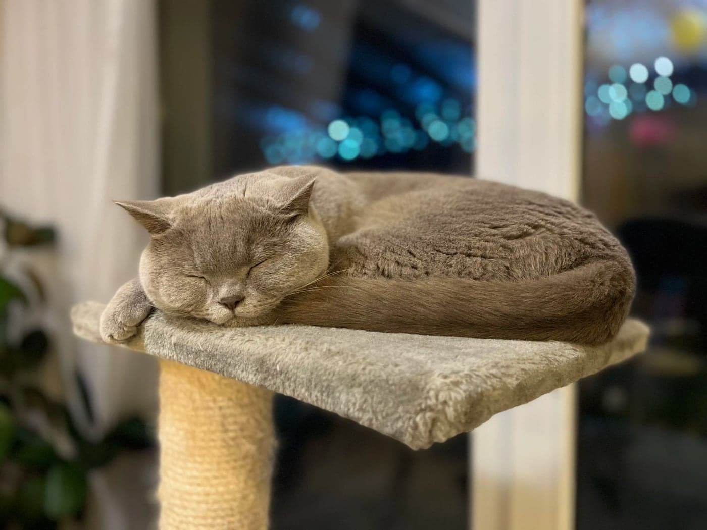 A cat sitting on a carpeted cat tree
