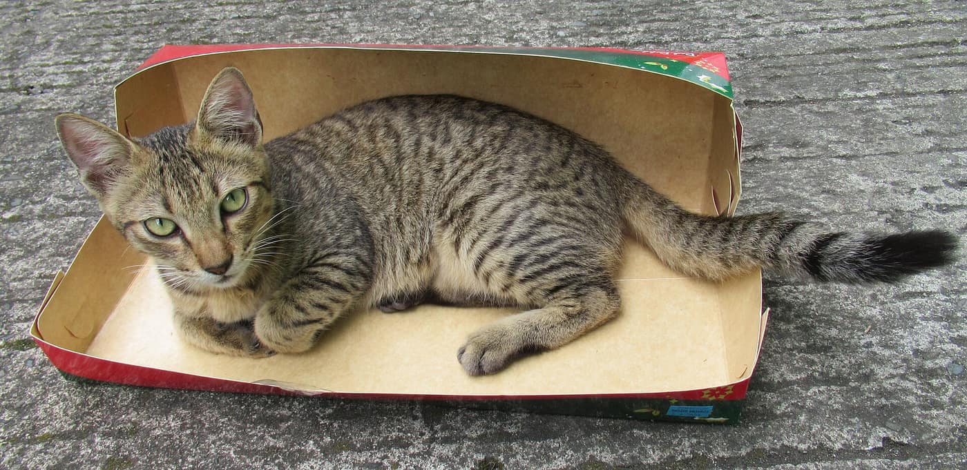 Cats sitting inside cardboard boxes