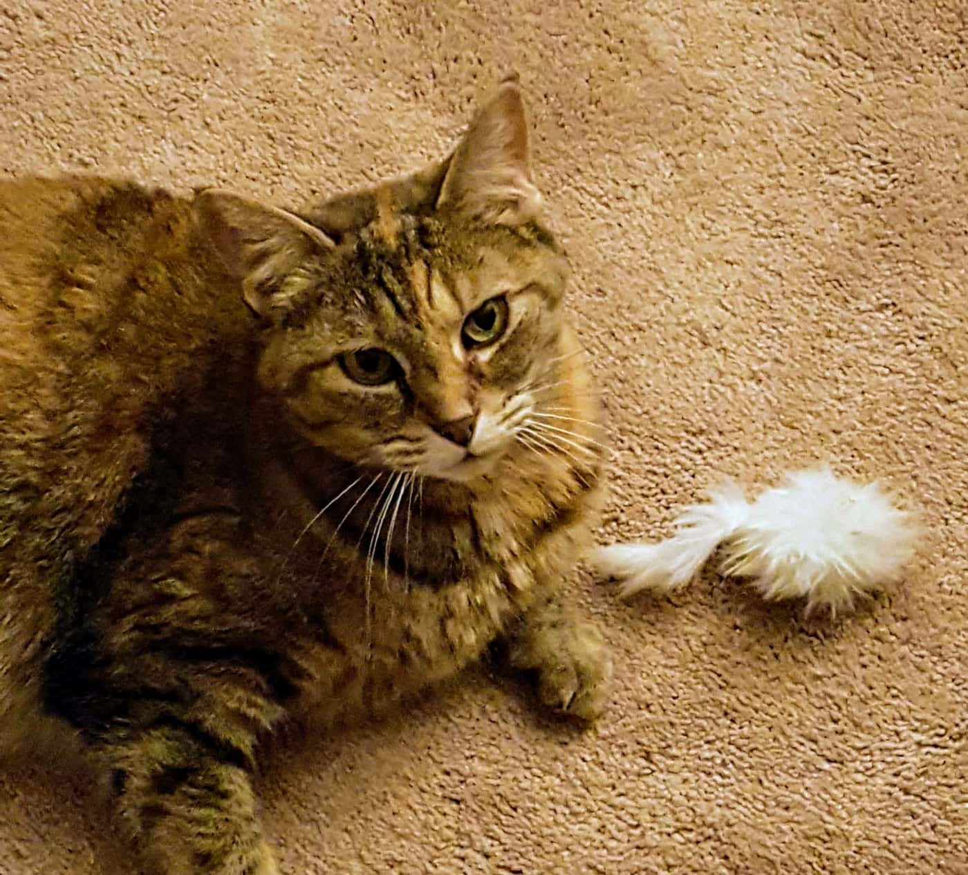 A cat with a toy