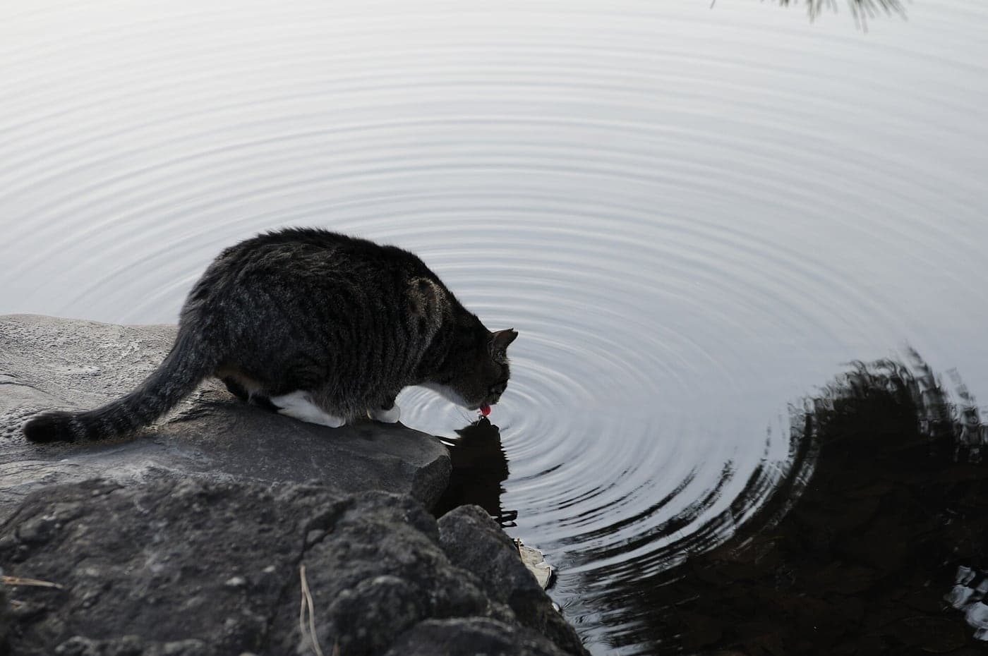 A tabby cat drinking from a pond