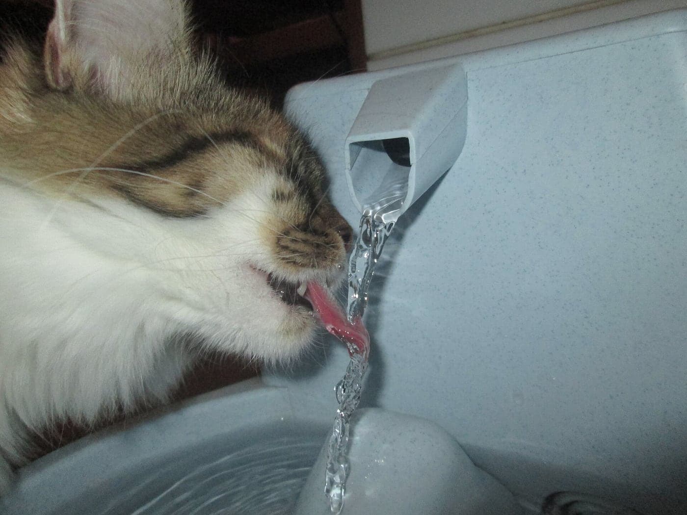 A cat drinking water from a bowl