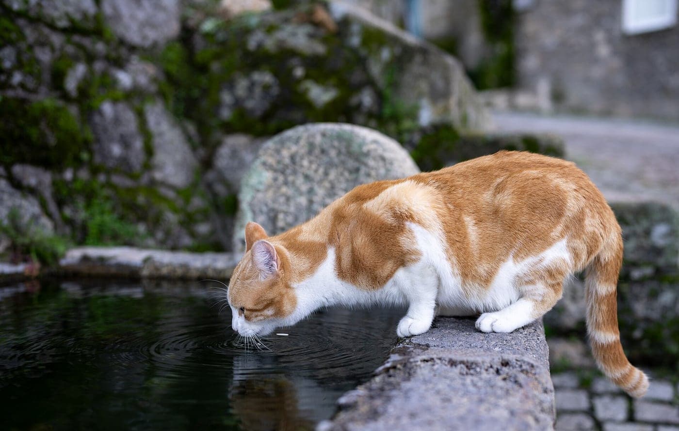 A cat drinking from a water fountain reservoir