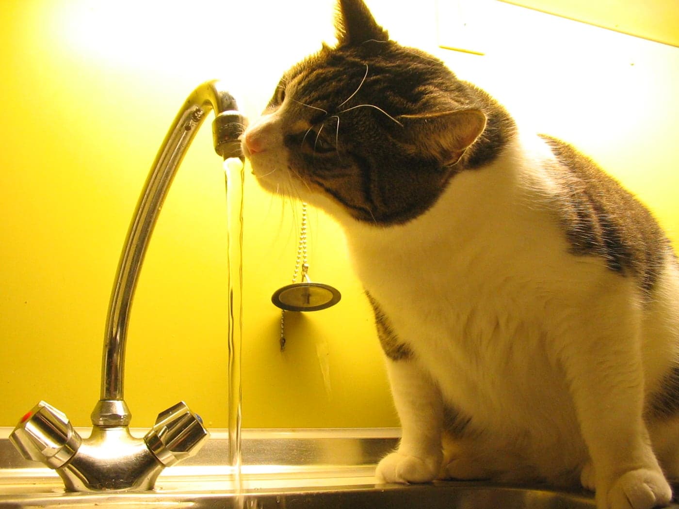 A cat drinking water from a bowl