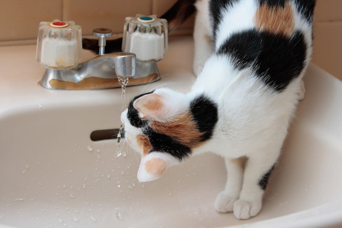 A cat drinking from a running tap