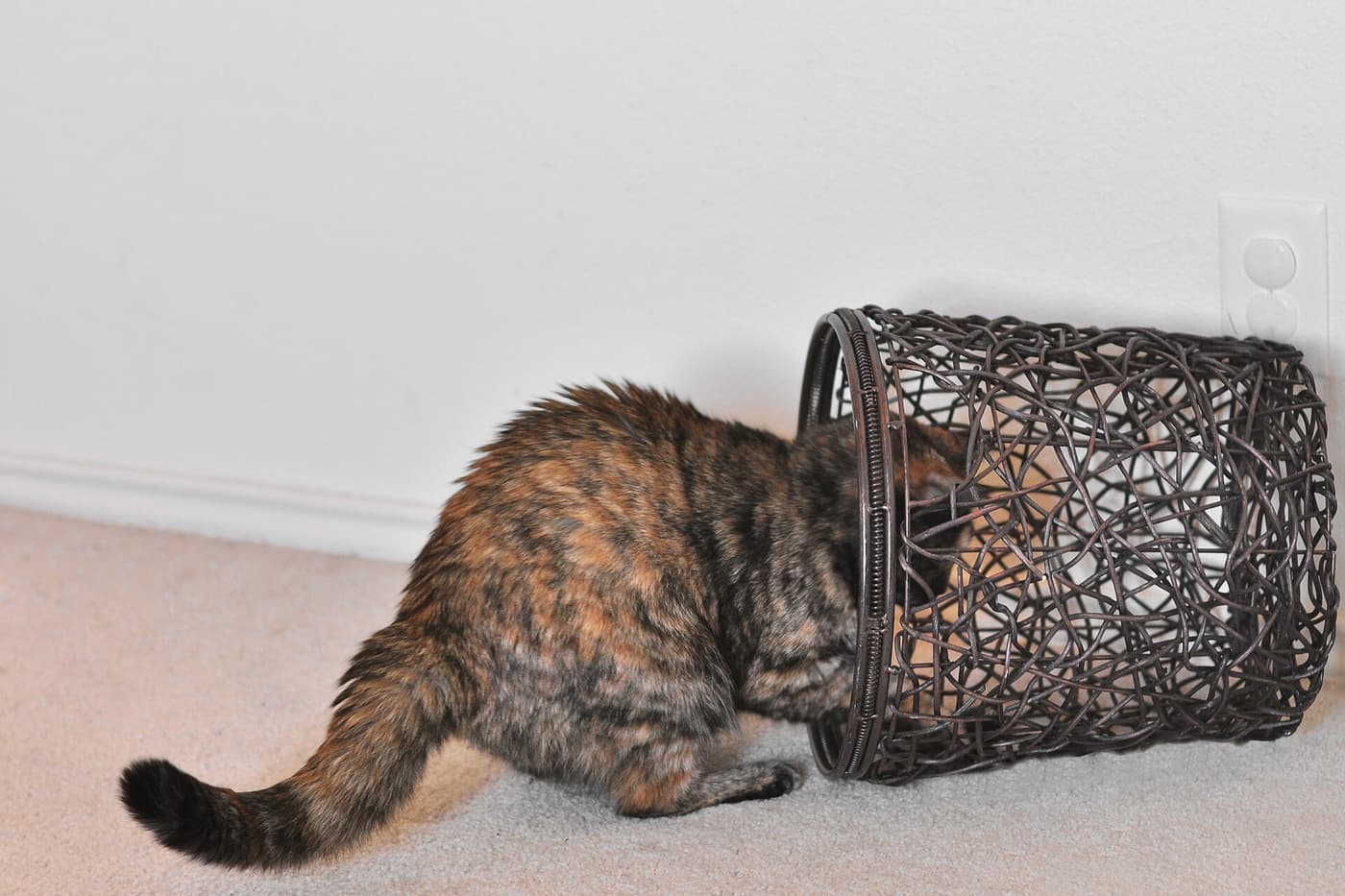 A cat settled inside a woven basket