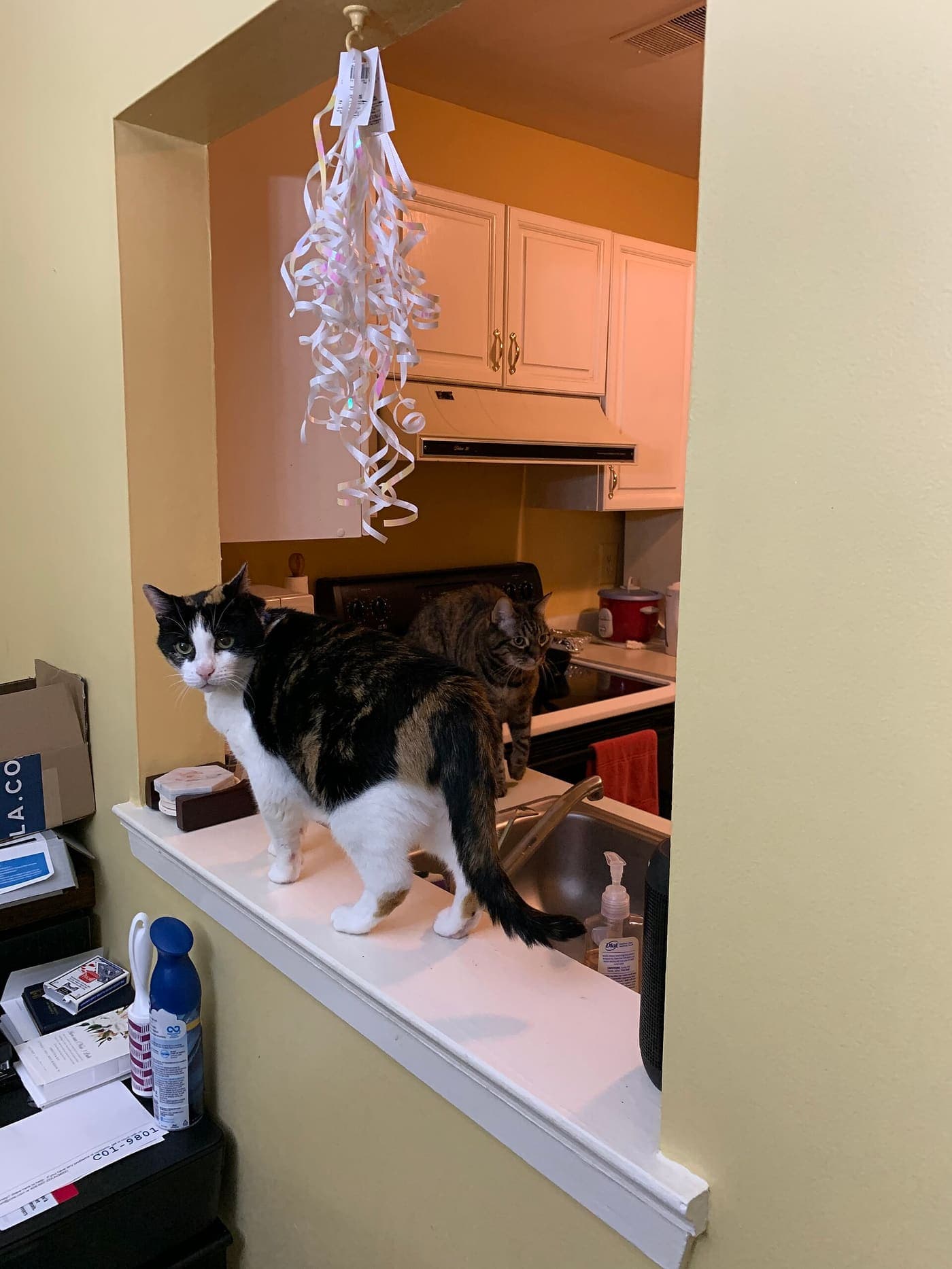 A tabby cat and a calico cat walking across a kitchen counter