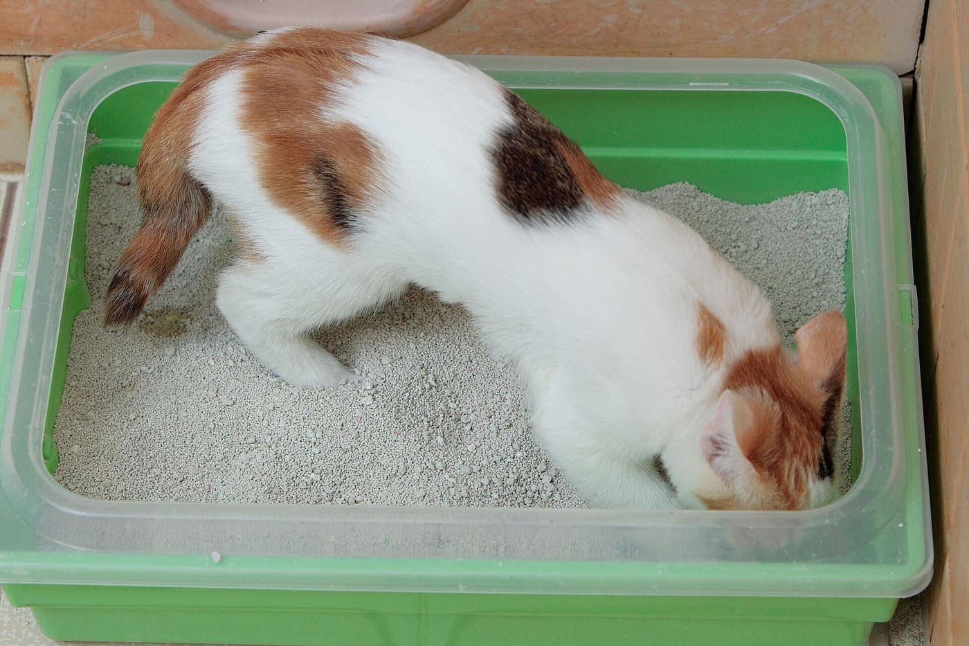 A calico kitten at a litter box