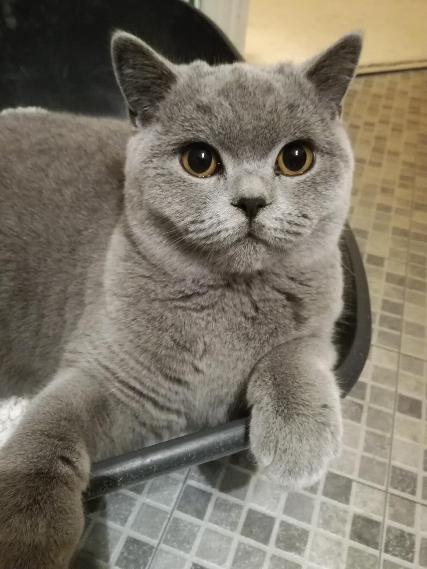 A cat lying down inside an open litter tray