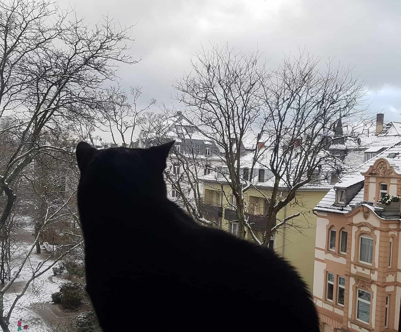 A cat sitting at an open window