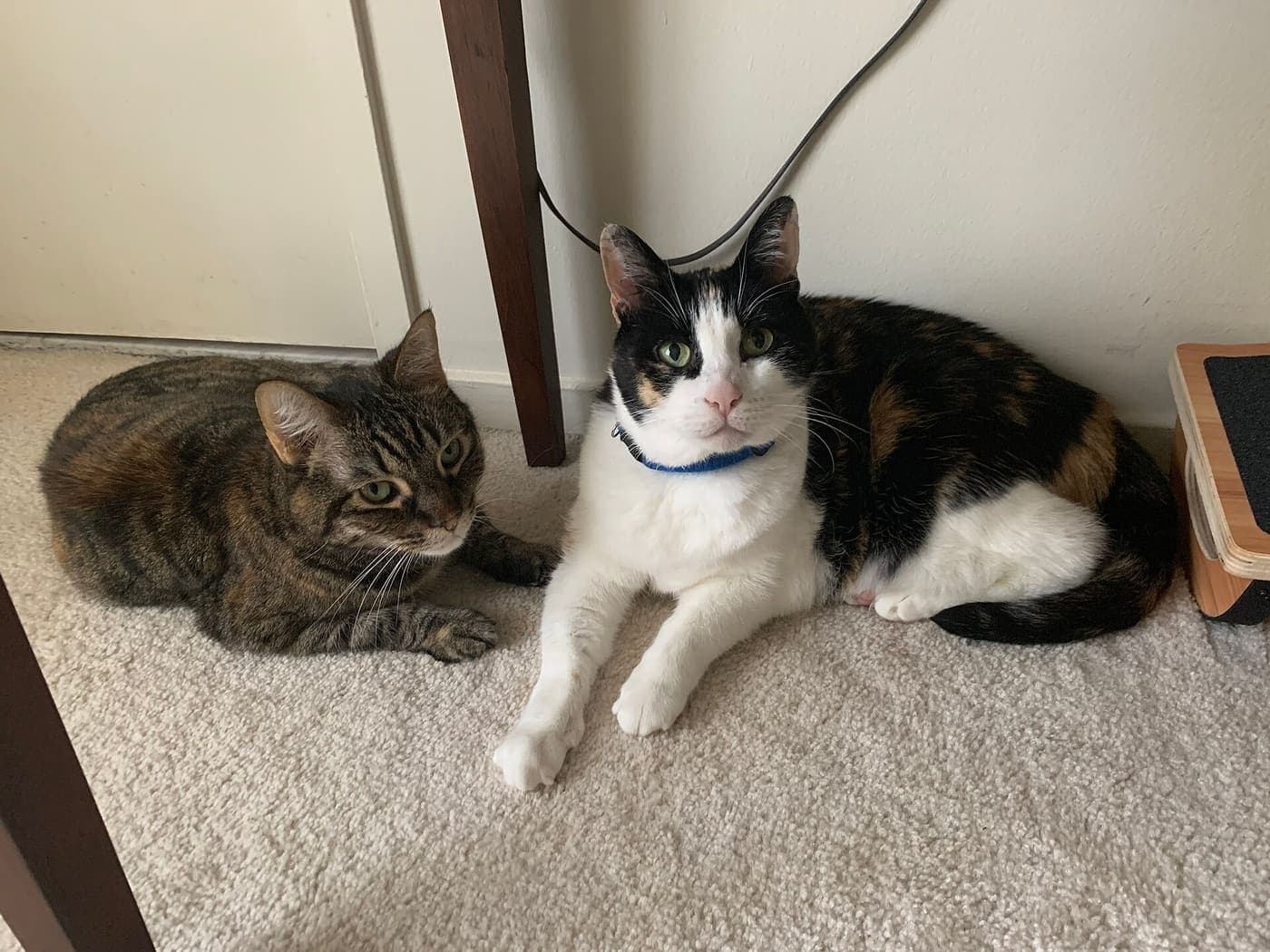 A tabby cat and a calico cat lying on a carpet