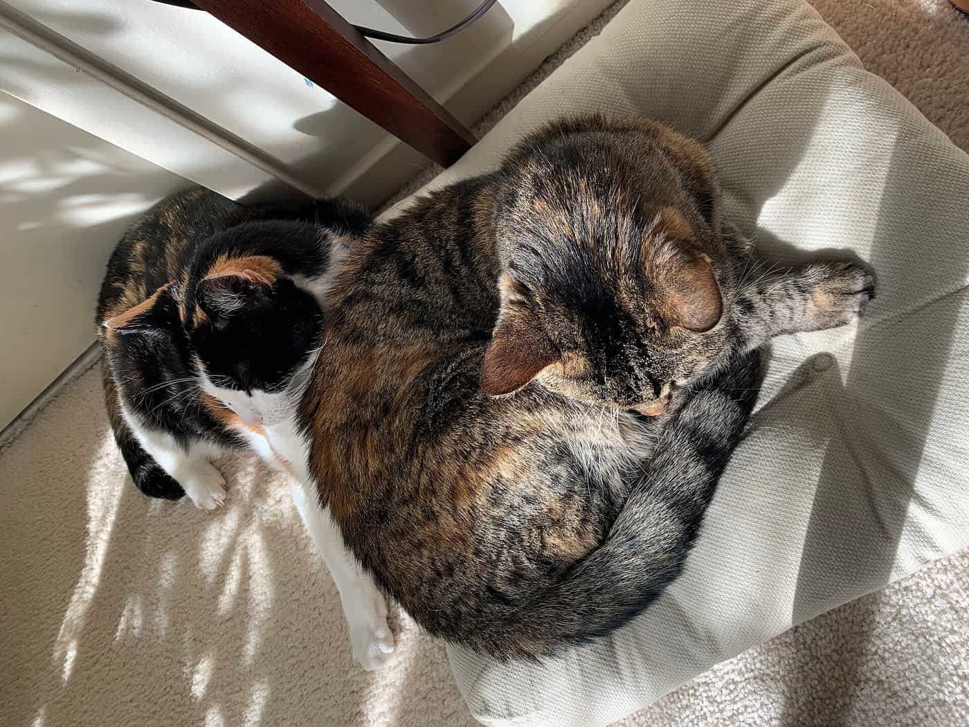 A tabby cat on a pillow and a calico cat on the carpet in the same room