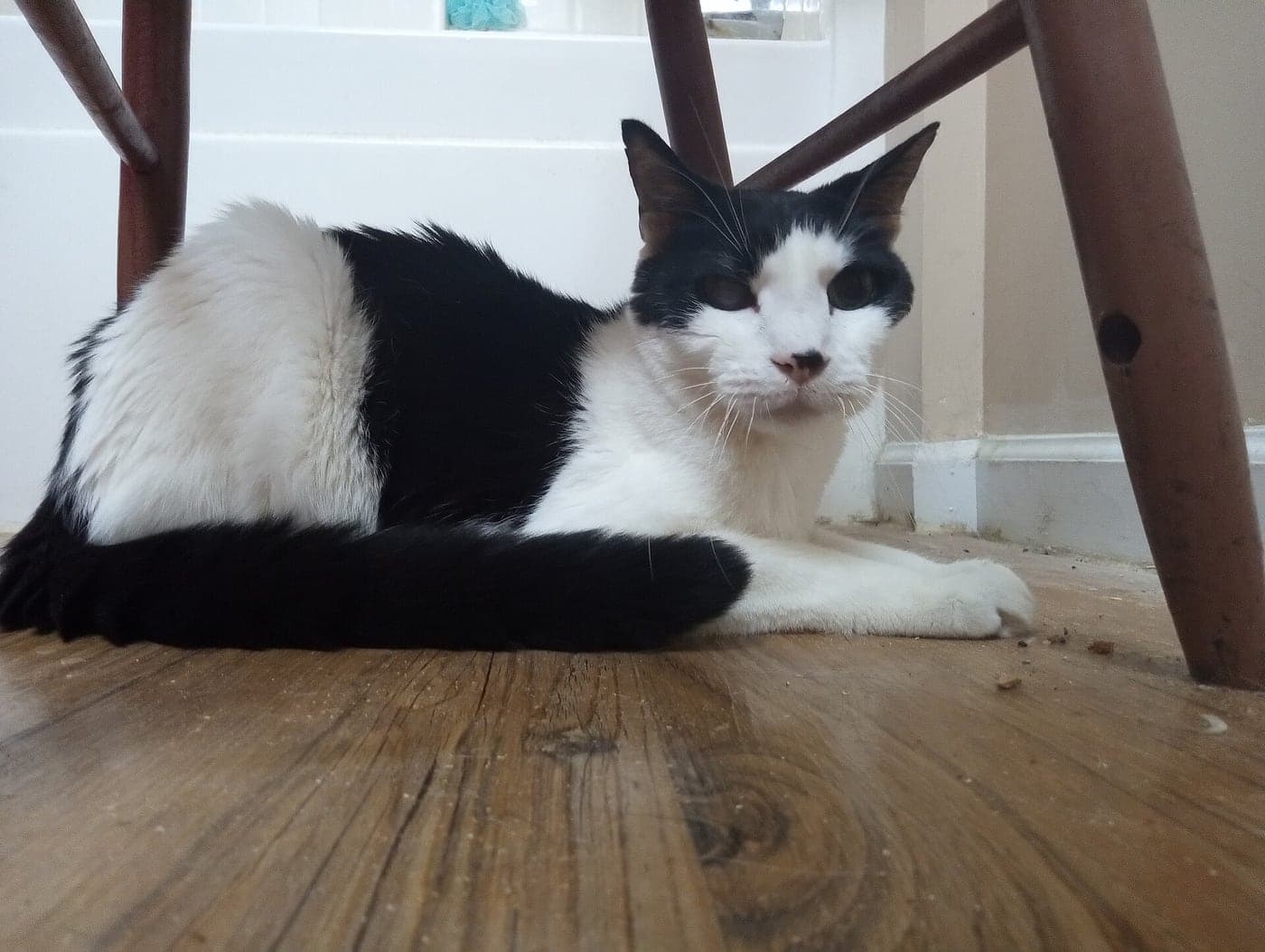 An older cat sitting on a bathroom floor