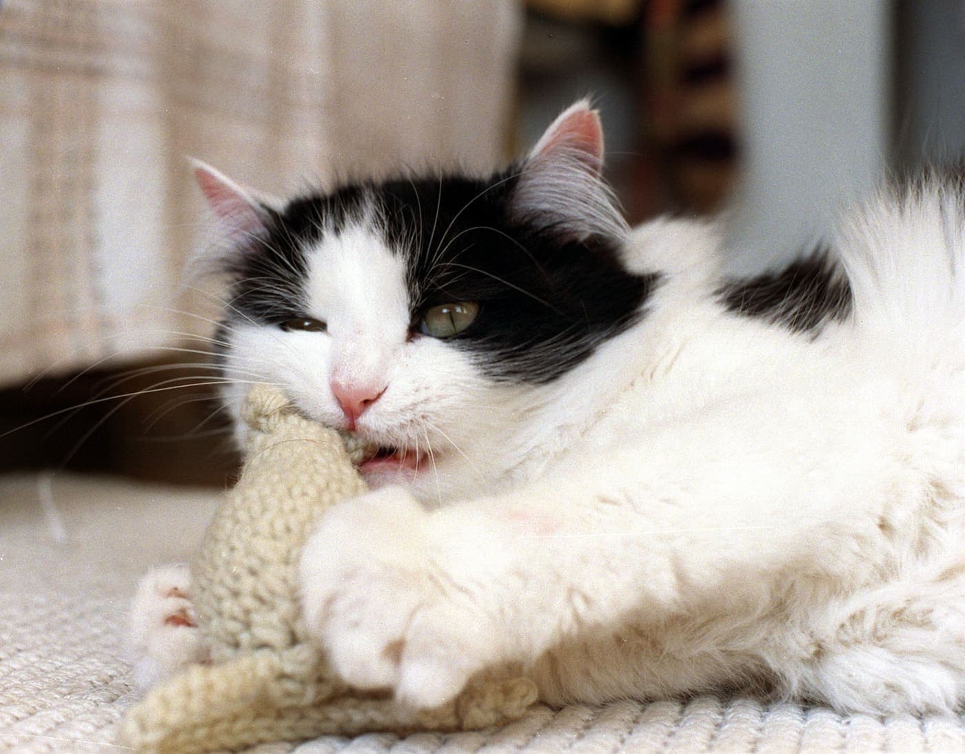 A cat pouncing on a toy mouse