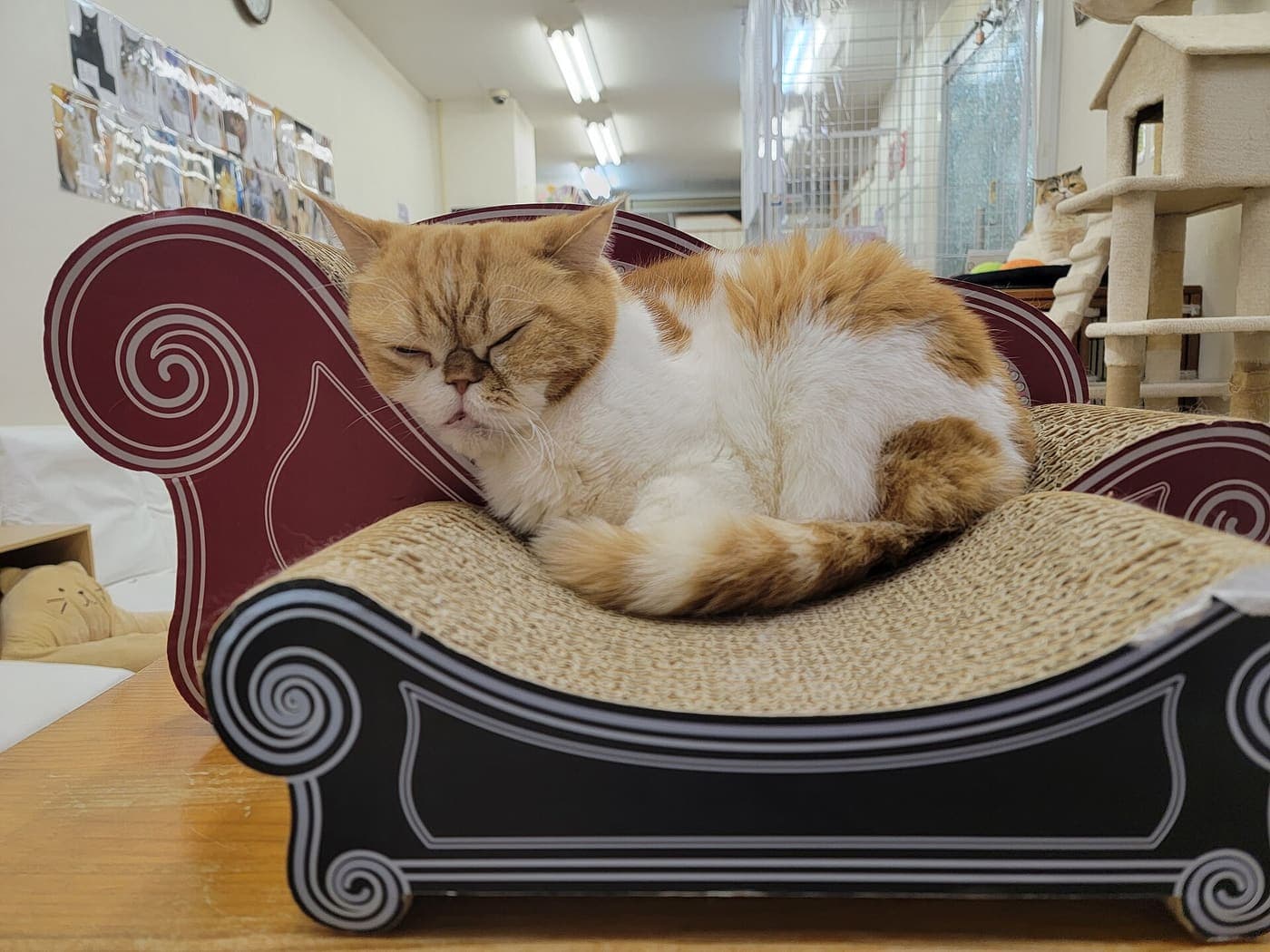 A cat resting on a sofa in a living space
