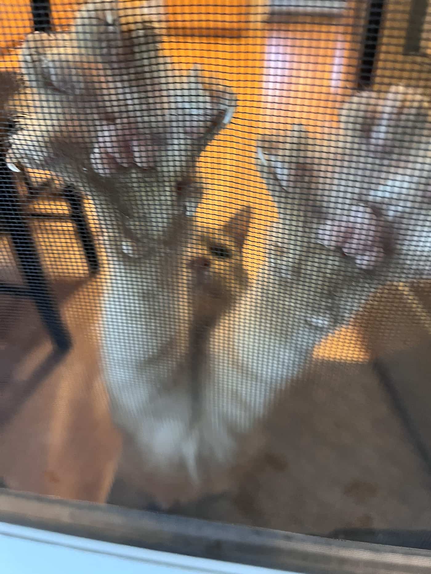 The splayed front paws of a cat