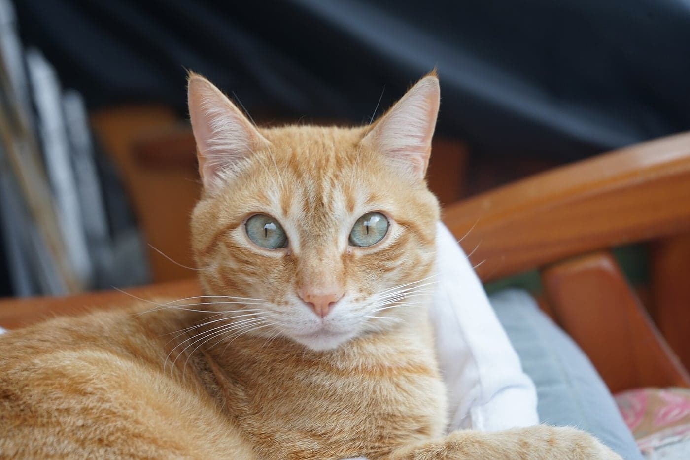 An orange tabby cat sitting on a couch