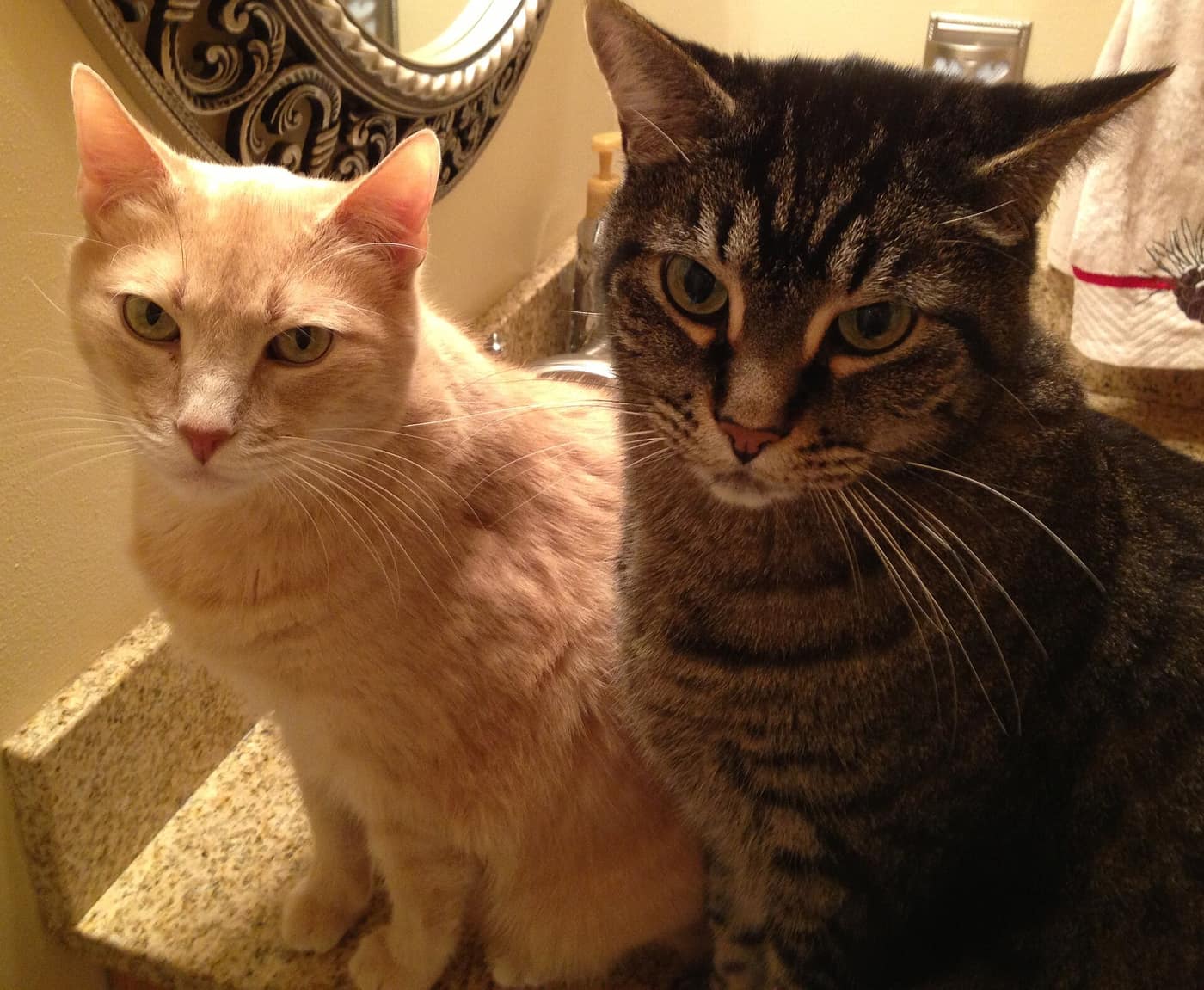 Two cats sitting on a bathroom sink