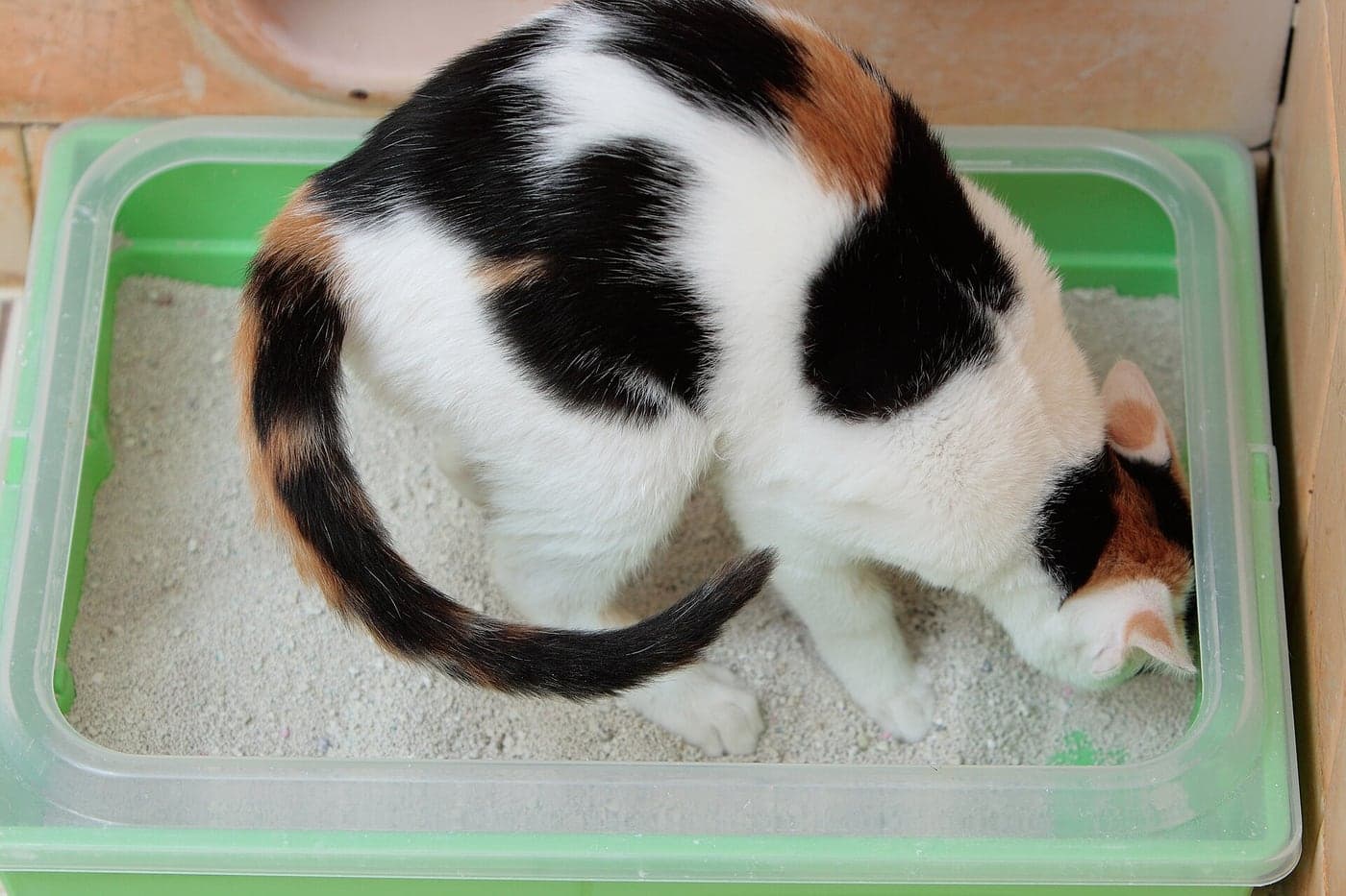 A calico kitten standing beside a litter box