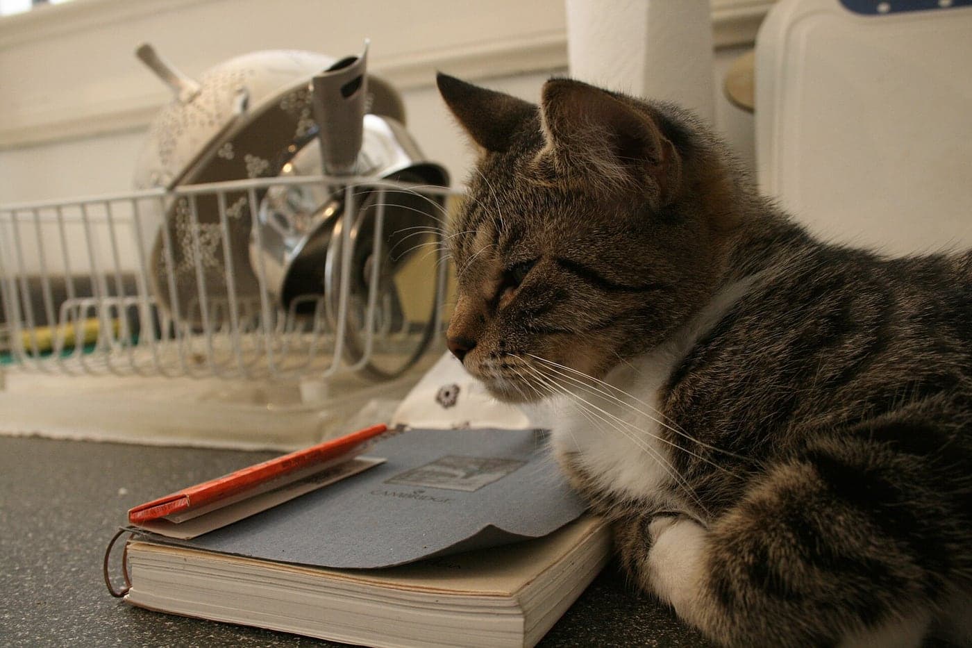 A tabby and white cat sitting on a desk