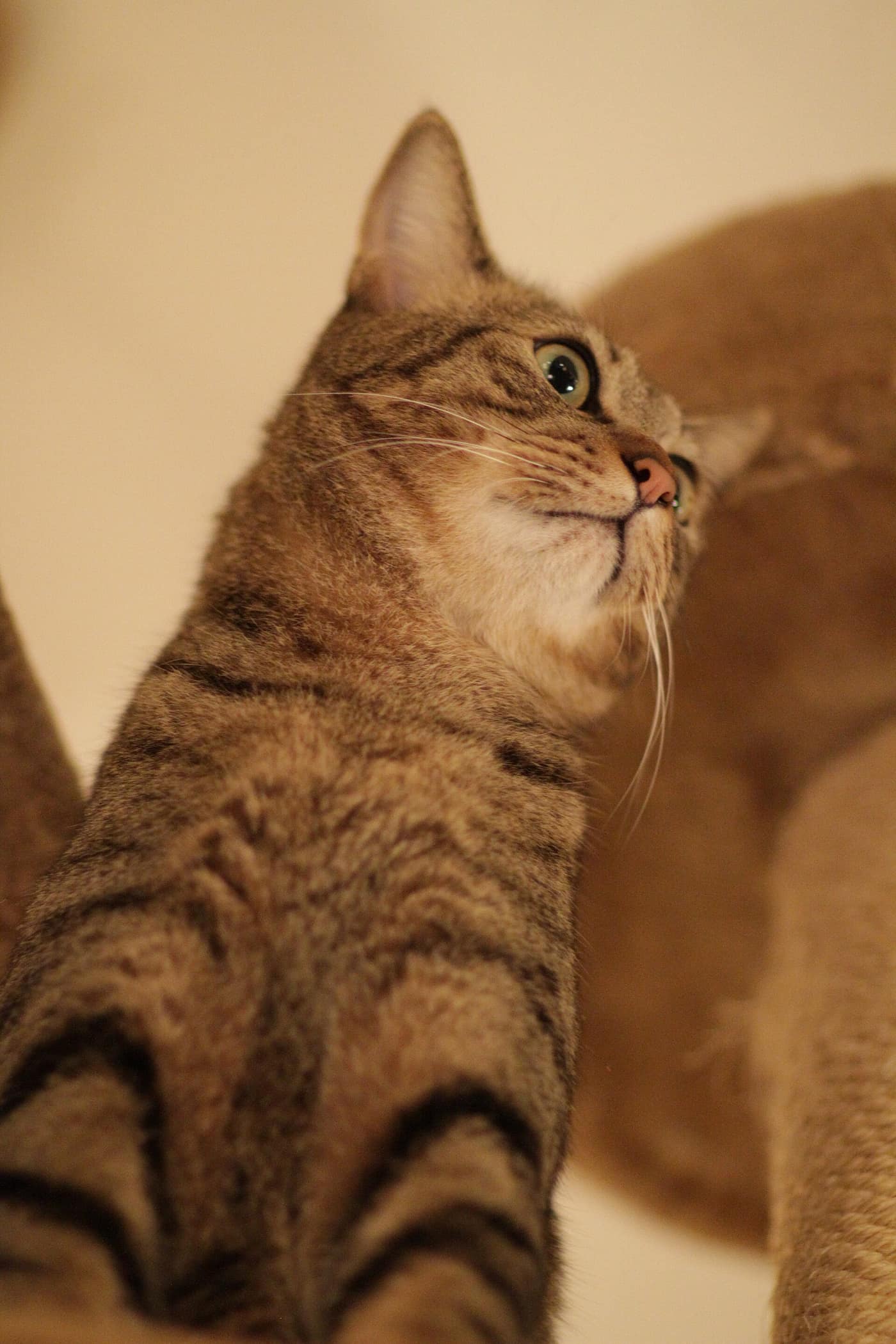 A cat sitting inside the compartment of a tall cat tower