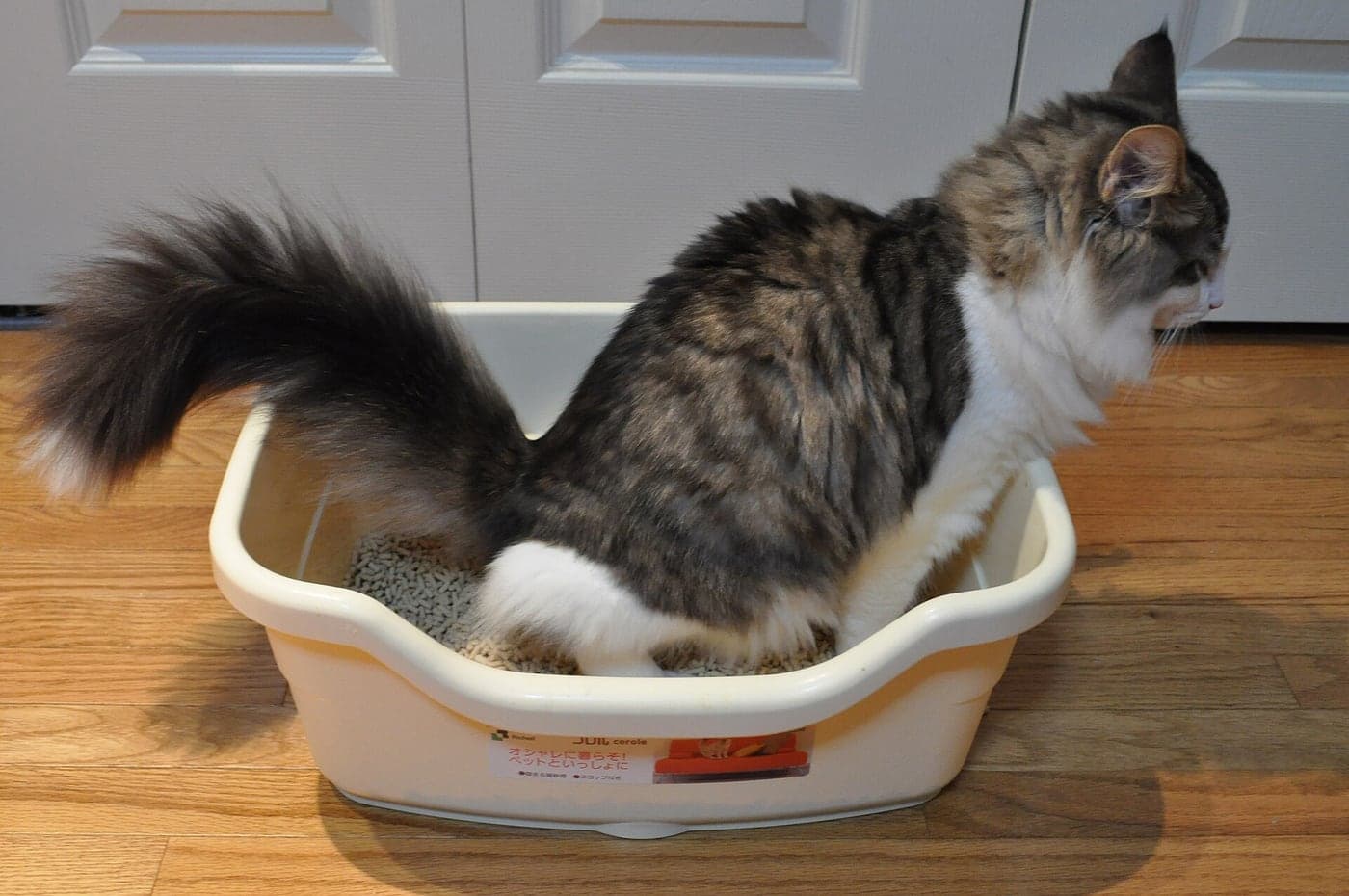 A cat using a covered litter box