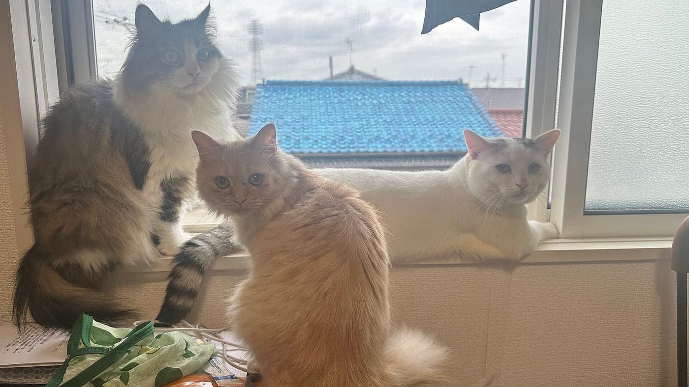 Three cats standing together on a windowsill