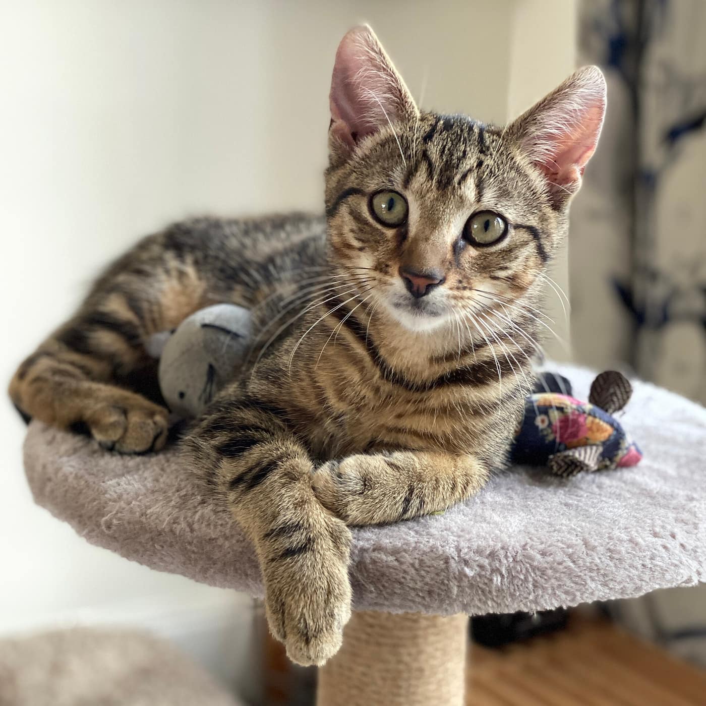 A tabby cat with a toy mouse