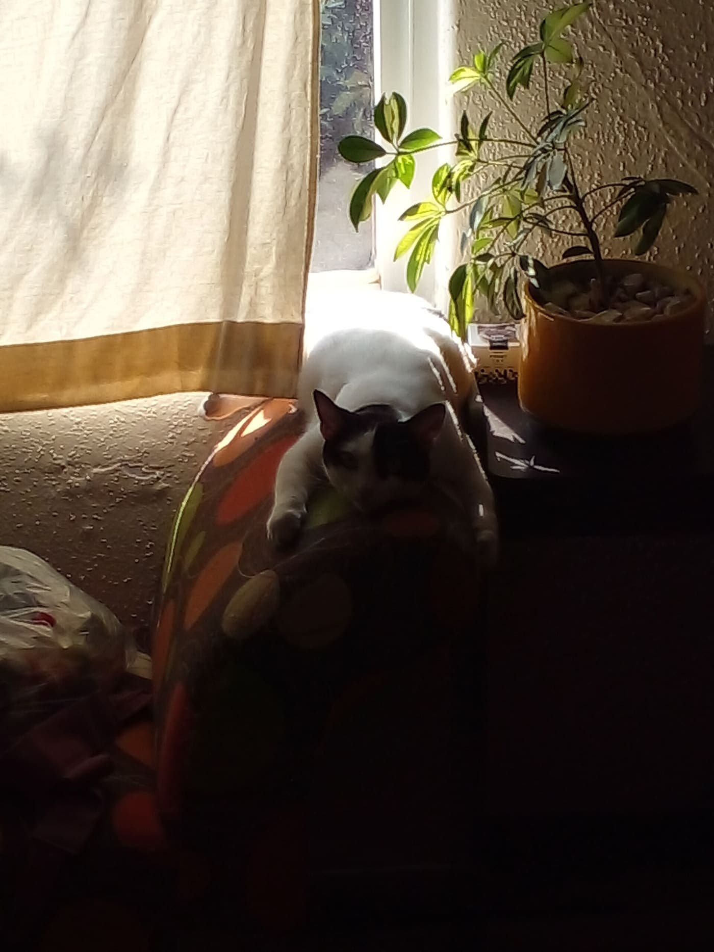 A white cat resting on a sofa