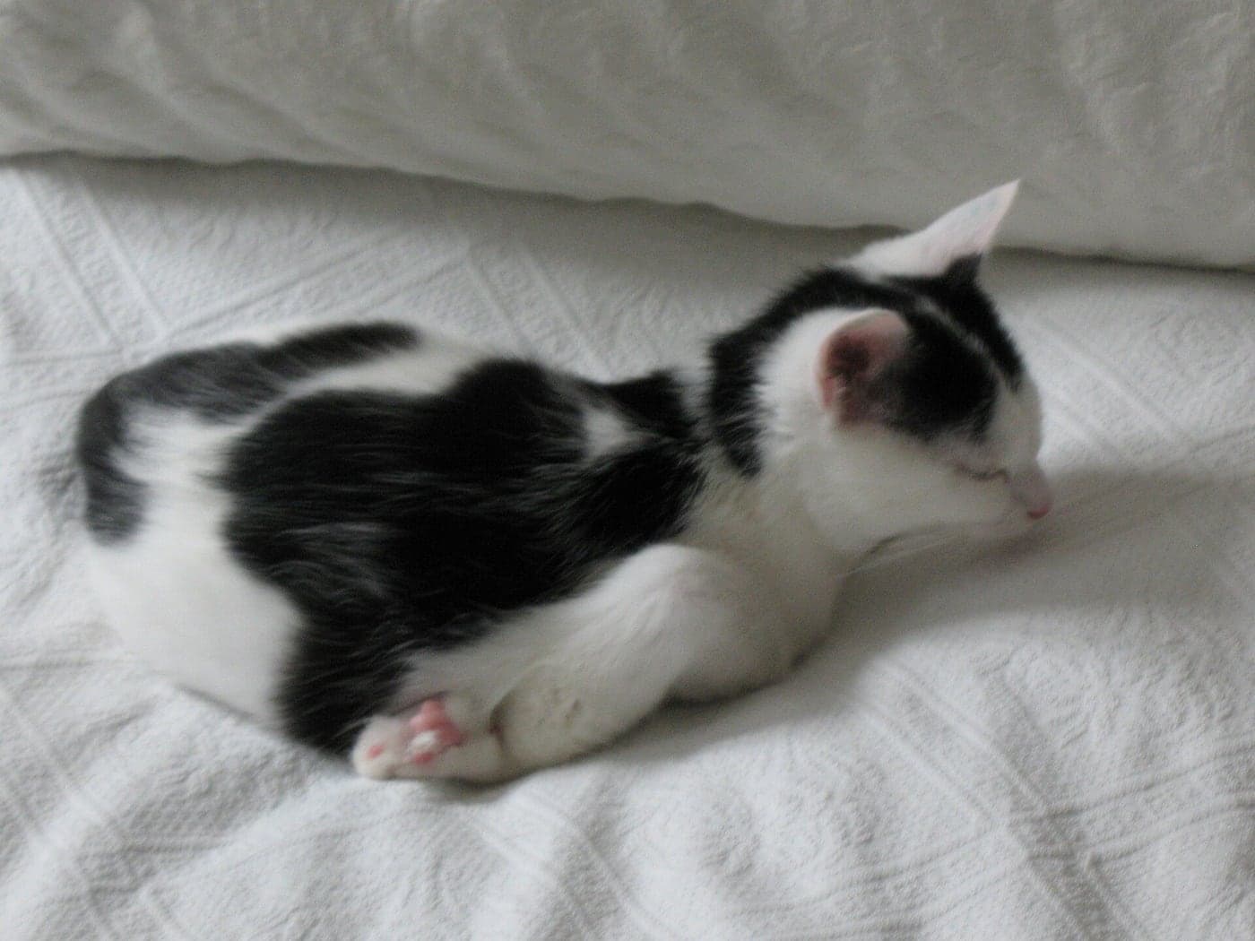 A cat asleep on a soft surface