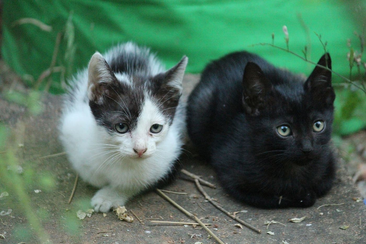 Two cats sitting side by side