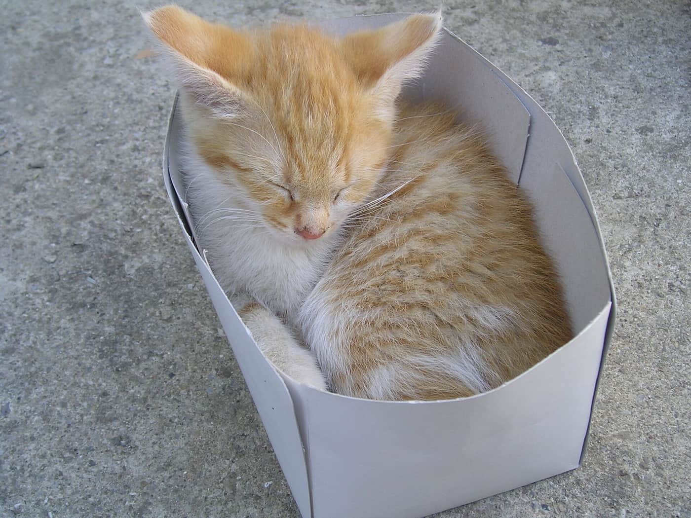 A cat sitting inside a box
