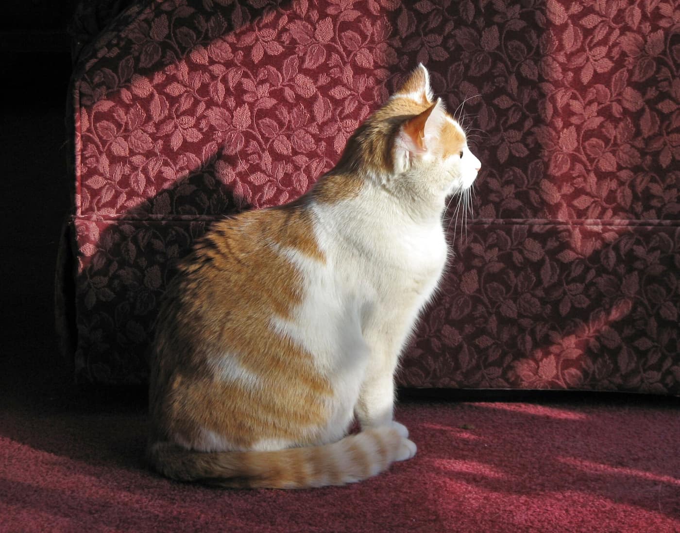 A cat looking out of a bay window