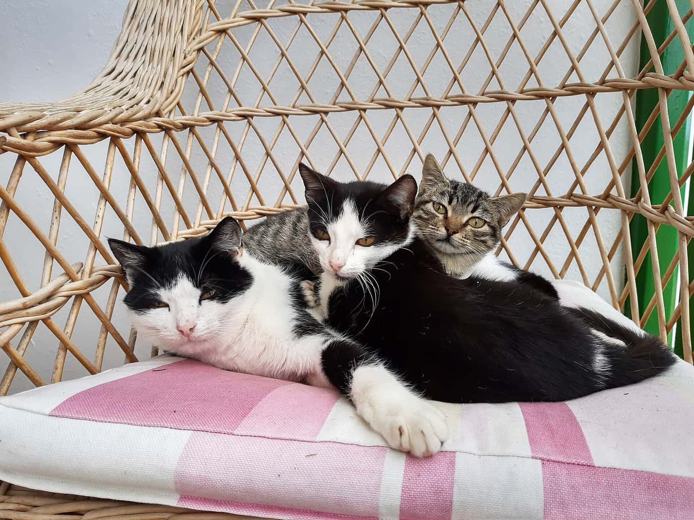 Three cats sharing a chair